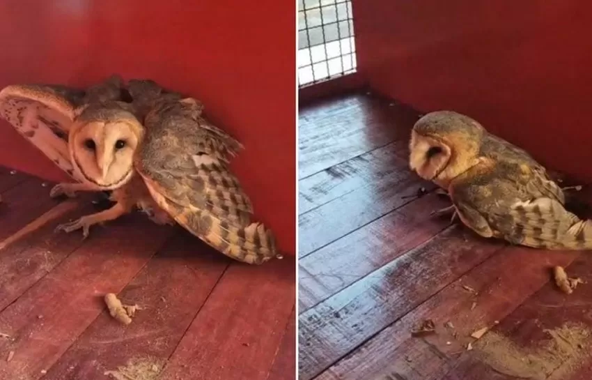 Ave foi entregue para órgão ambiental após resgate do Corpo de Bombeiros/Foto: CBMMG