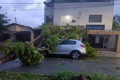  Árvore caiu sobre o carro após temporal no Bairro Esplanada em Divinópolis — Foto: Reprodução/Redes Sociais