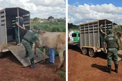 Cavalo foi resgatado em Unaí — Foto: Montagem/g1
