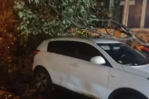Árvore caiu e atingiu carro no Centro de Salinas — Foto: Corpo de Bombeiros/Divulgação