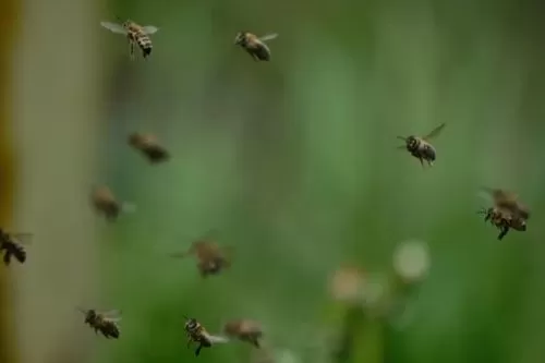 Idoso morre após ataque de abelhas em clube de Curvelo