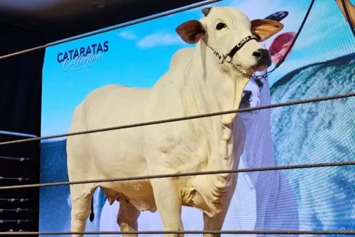 Foto: Divulgação/Programa Leilões