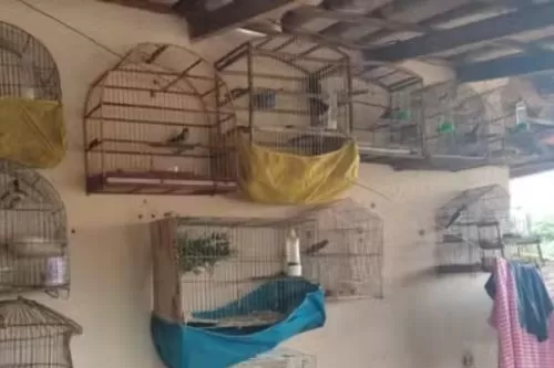 Polícia recolheu 16 pássaros — Foto: Polícia Militar/Divulgação