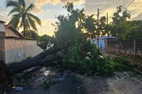 Ventania derruba árvores e causa transtornos em bairros de Montes Claros