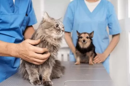 Imagem ilustrativa/ Reprodução internet