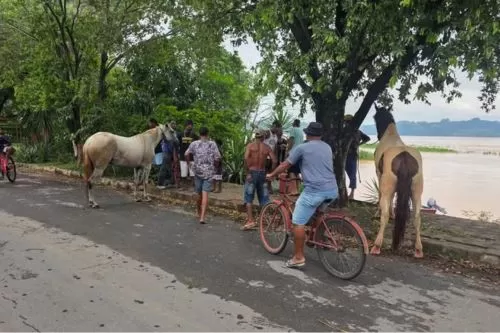 Cavalos foram resgatados sem ferimentos — Foto: Redes sociais