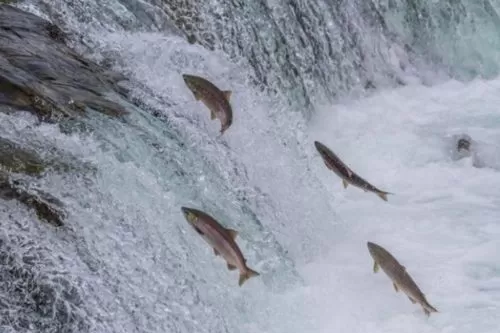VÍDEO: Após chuvas, peixes são flagrados pulando no Rio São Francisco, em Três Marias