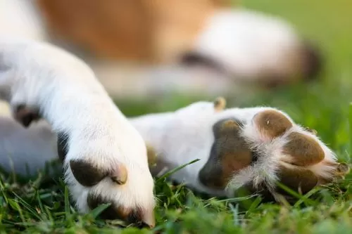 Curvelo recebe 2ª edição do “Paraíso Acolhe”, roda de apoio para tutores em luto por pets