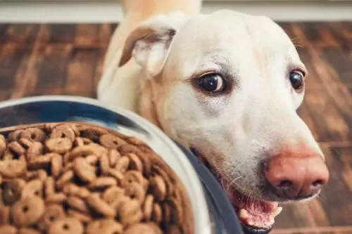 Instituto Aumigo lança campanha de arrecadação de ração em Curvelo