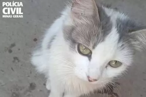 Foto da gata que foi agredida — Foto: Polícia Civil