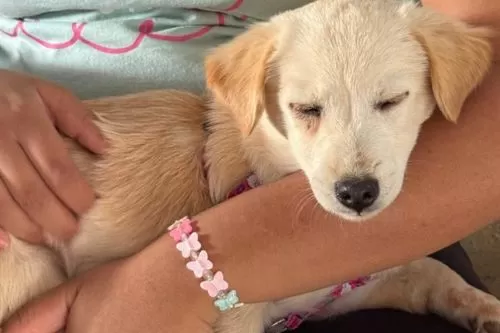 Mutirão de castração atende 278 animais em Curvelo e cadastro segue aberto para próximas edições