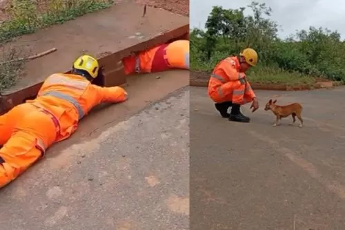 7º BBM realiza resgate de cão preso em boca de lobo em Montes Claros