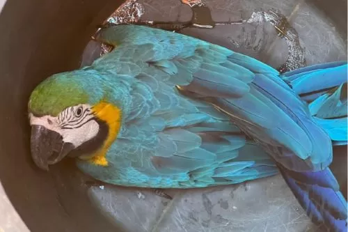 Foto: Corpo de Bombeiros/Divulgação