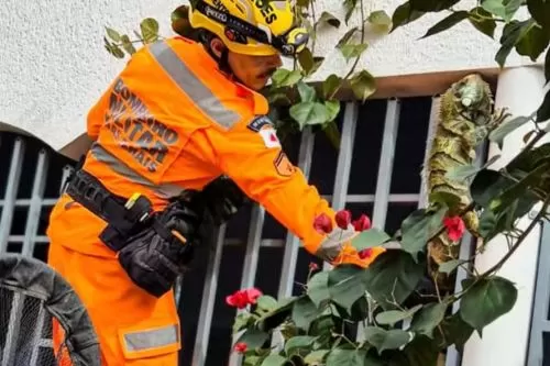 Iguana de 1,8 metro é encontrada em portão de casa e mobiliza Bombeiros em Januária