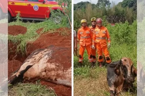 Vaca foi resgatada pelos bombeiros — Foto: Corpo de Bombeiros/Divulgação