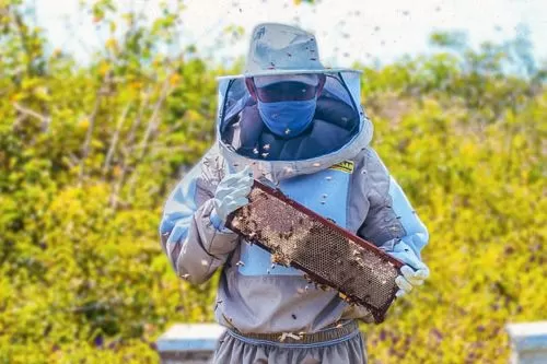 Evento em Campo Azul debate produção de própolis verde no Norte de Minas
