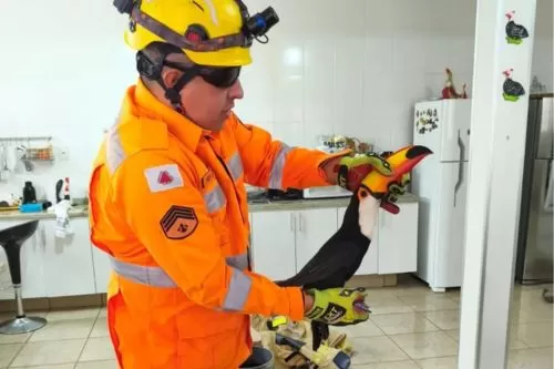 Tucano é capturado após invadir residência em Três Marias e devolvido à natureza sem ferimentos