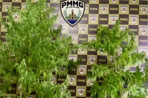 Homem é preso por cultivo ilegal de drogas em Itamarandiba