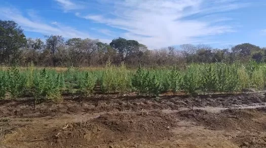 Dono da propriedade foi preso/Foto: PMMG