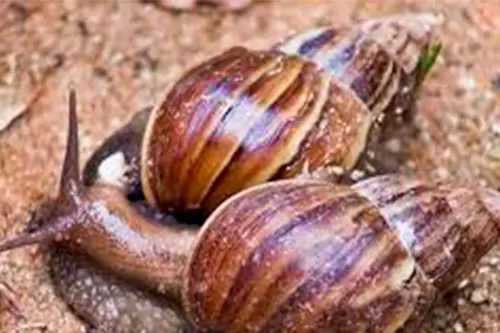 Foto: ilustrativa /reprodução internet