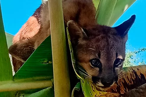 Filhote de onça-pintada é resgatado em área urbana de Santana de Pirapama