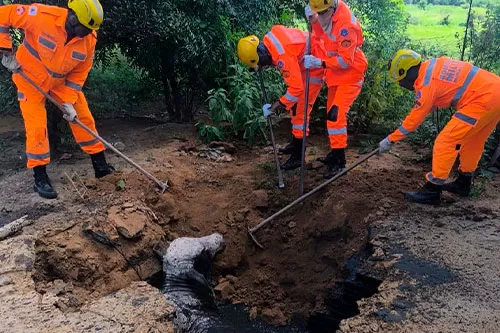Boi é resgatado após cair em uma fossa na zona rural de Araçuaí