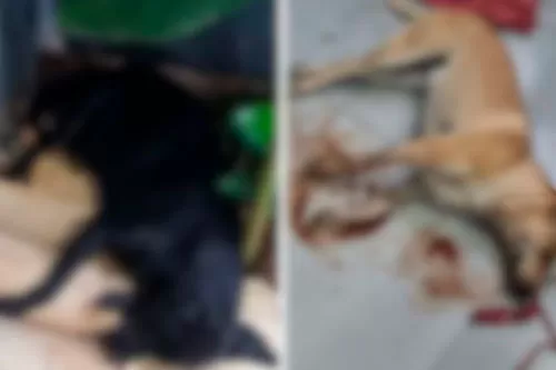 Foto: ilustrativa /reprodução redes socias 