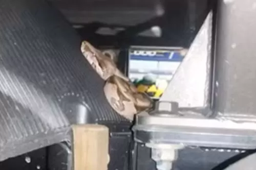 Bombeiros capturam serpentes em áreas urbanas e reforçam alerta à população