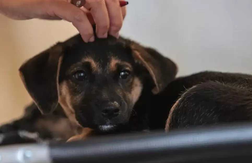 Nova lei regulamenta guarda compartilhada de pets após separação e define divisão de despesas