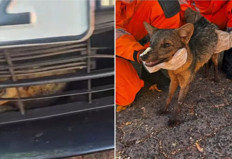 Animal ficou preso no para-choque do carro /Foto: CBMMG