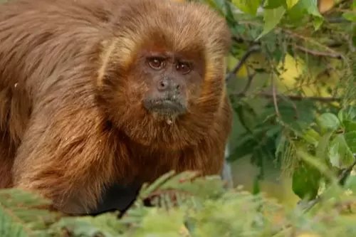 Foto :reprodução/internet