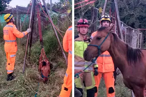 Resgate de égua mobiliza bombeiros em Bocaiuva