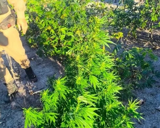 Além das plantas, uma espingarda foi apreendida na residência; suspeito fugiu ao ver a chegada da PM/Foto: PMMG