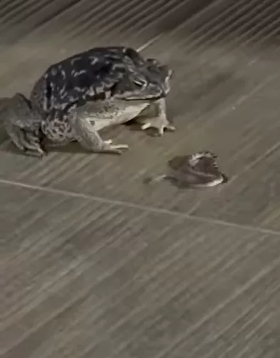 Vídeo impressionante mostra sapo engolindo cobra em cidade no interior de Minas