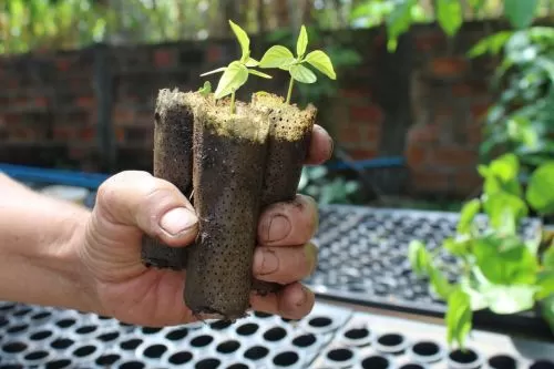 Gouveia abre pedidos de mudas frutíferas e nativas