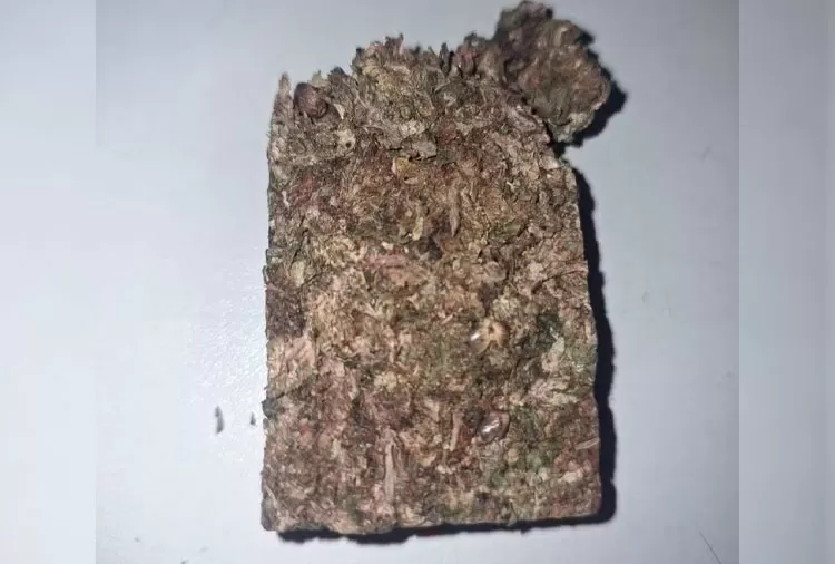 PM apreendeu um tablete de maconha — Foto: Polícia Militar/Divulgação