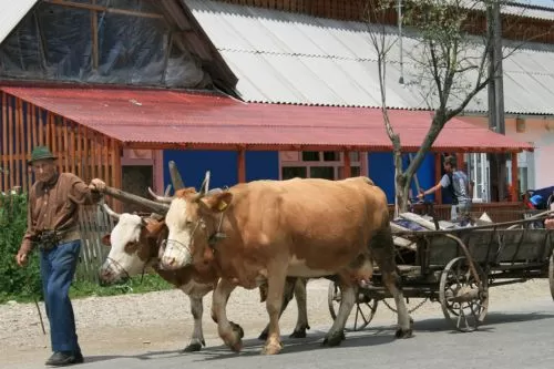 Felixlândia celebra tradição com Desfile de Carros de Bois no dia 2 de agosto