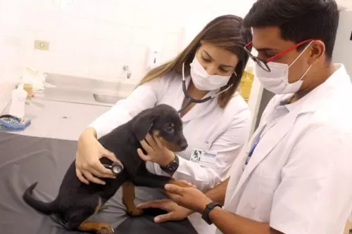 Mutirão de castração realizado nos dias 15 e 16 de julho beneficia cães e gatos em Curvelo