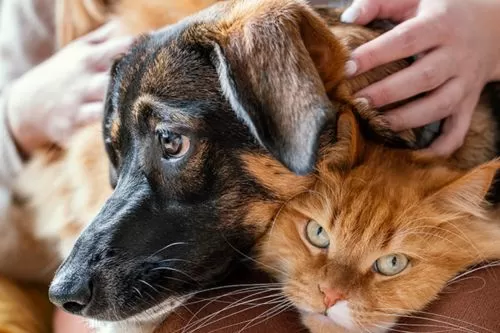 Presidente Juscelino reforça vacinação antirrábica e proteção de cães e gatos