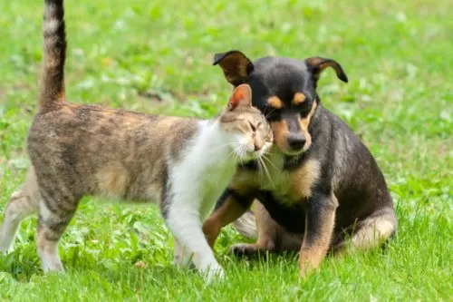 Curvelo reúne municípios em conferência regional para discutir o manejo responsável de cães e gatos no dia 25 de agosto