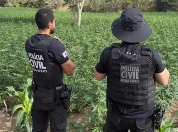 VÍDEO: Plantação com 40 mil pés de maconha é descoberta no interior de MG