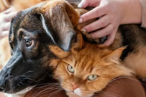Curvelo reúne municípios em conferência regional sobre manejo de cães e gatos