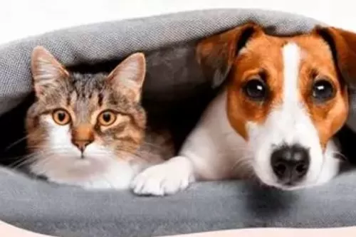 Foto: Reprodução/Internet- Cães e Gatos 