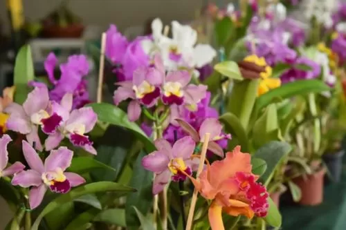Caetanópolis e Paraopeba recebem exposição de orquídeas com três dias de beleza, conhecimento e natureza