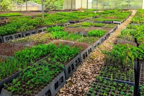 Secretaria de Agricultura e Emater encerram nesta segunda-feira (31), em Gouveia, o período para solicitar mudas frutíferas e nativas