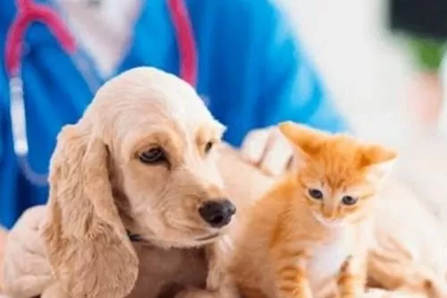 Cordisburgo promove campanha gratuita de castração de cães e gatos