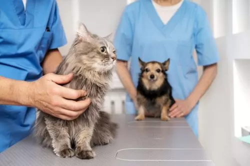 Foto: Reprodução/internet- Castração- Cães e Gatos 