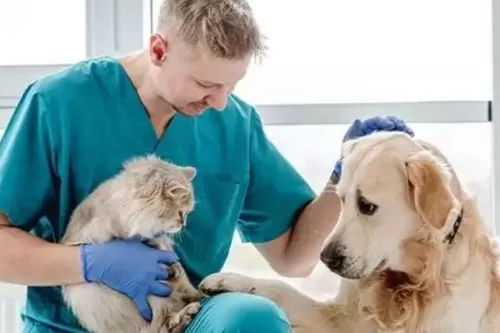 Campanha Antirrábica segue até 18 de setembro com vacinação de cães e gatos na zona rural de Curvelo