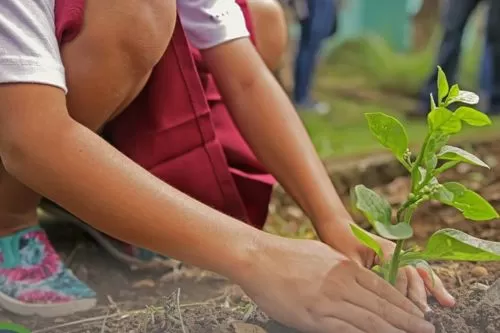 Curvelo promove distribuição de mudas e incentiva arborização da cidade no dia 21 de setembro 
