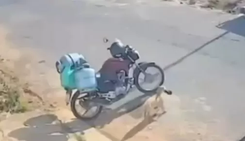 Cachorro “caramelo” furta bolsa de entregador de gás e é flagrado por câmera em MG